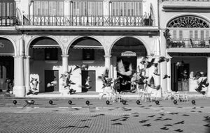 Black and white photo of Havana pigeons