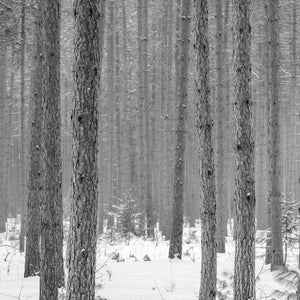 Snowy pine forest in Haliburton County