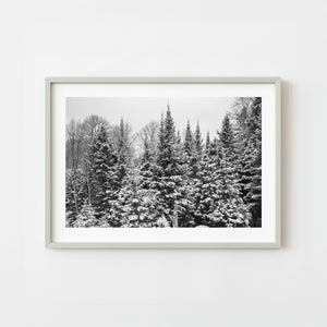 Snow covered pine trees in a Haliburton winter forest