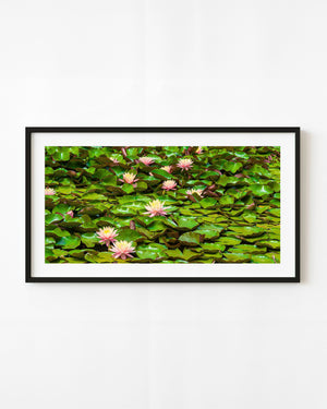 Pink water lilies blooming among dense green lily pads