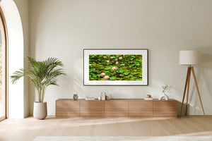 Pink blossoms rising from a pond covered in green lily pads