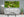 Panoramic view of flowering water lilies and curled green pads