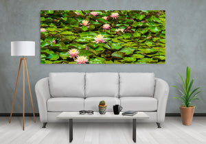 Panoramic view of flowering water lilies and curled green pads