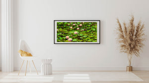 Colour photograph of pink water lilies among layered green lily pads