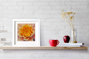 Soft pink petals framing the bright yellow centre of a water lily
