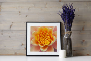 Detailed water-lily centre with yellow stamens and pale petal edges