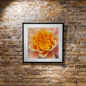 Close-up of overlapping peach petals around a golden floral centre