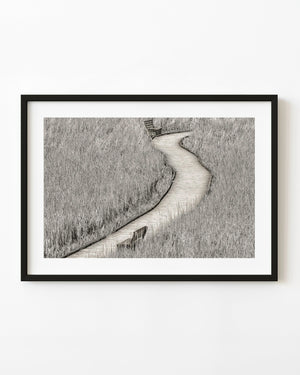 Marsh boardwalk in Point Pelee National Park black and white