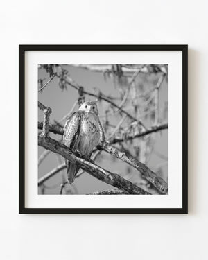 Hawk perched on a tree branch at Point Pelee in black and white