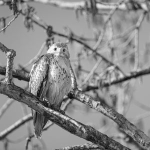 Front-facing hawk resting among bare branches in spring