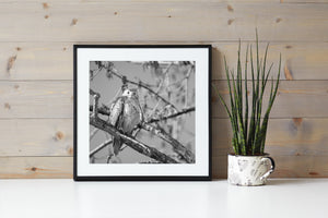 Hawk gripping a diagonal branch against softly blurred woodland