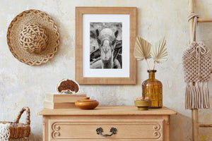 Turkish travel photo of camel in Cappadocia