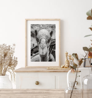 Gritty camel closeup portrait black and white