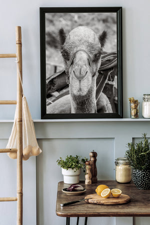 Desert camel fine art wall print from Turkey