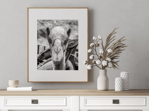 Camel expression photo taken in Göreme Turkey