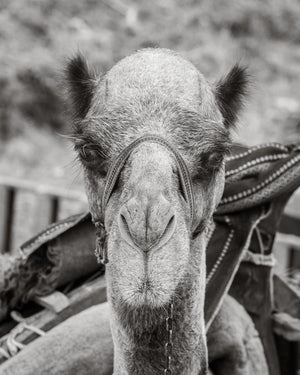 Black and white camel wall art fine art print