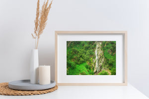 Green Irish woodland framing the long cascade at Powerscourt