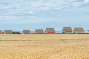 Pastel coastal cottages between golden grain and a pale blue sea