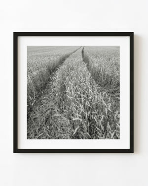 Wheat field PEI Canada black and white