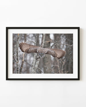 Great Gray Owl flying through winter forest in Quebec