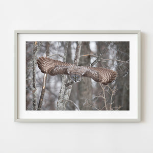 Great Gray Owl flying through winter forest in Quebec