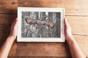 Close view of owl flying silently through woodland
