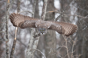Large owl in flight between trees in snowy woodland