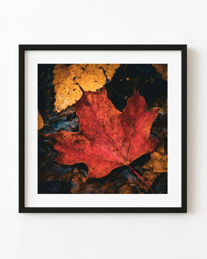 Red maple leaf on dark water