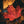Hoja de arce roja vibrante Parque Algonquin