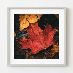 Red maple leaf on dark water