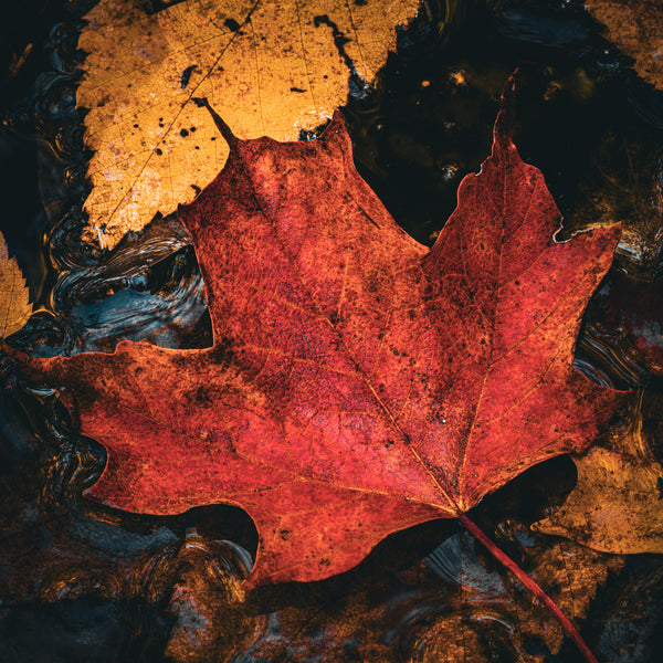 Vibrant red maple leaf Algonquin Park