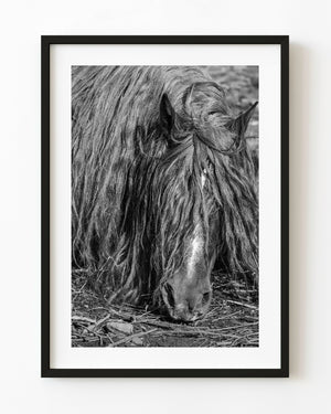 Long haired horse resting in rural Romania in black and white