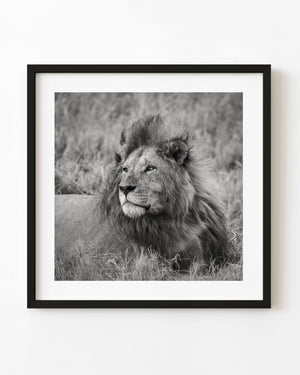 Male lion resting in Serengeti grass
