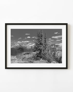Tall evergreens against snow-streaked Rocky Mountain peaks in black and white