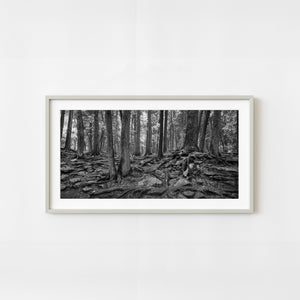 Black and white forest with exposed tree roots in Haliburton Ontario