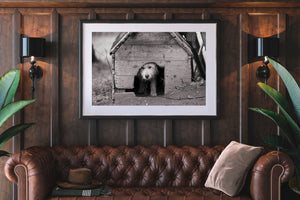 Rural Romanian dog peering from a dark wooden kennel entrance