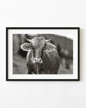 Highland cow standing in Romanian pasture monochrome portrait