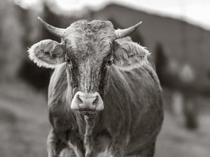 Front facing cow with horns in rural Romania black and white