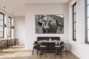 Monochrome farm animal portrait in Romanian countryside