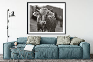 Black and white cow portrait with farmhouse background