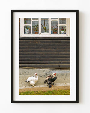 Two roosters beneath a lace-curtained cottage window in Romania