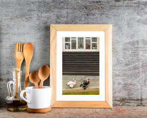 Romanian farm birds standing beneath a flower-filled cottage window