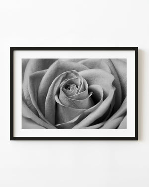 Black and white close-up of rose petals spiralling toward the centre