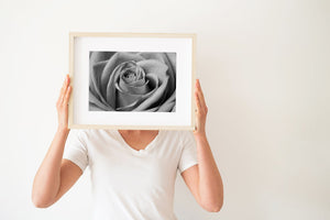 Studioaufnahme Rose