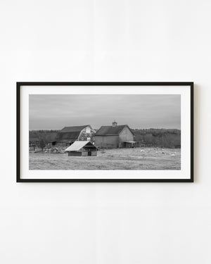 Rural Maine barns beyond an open field with grazing sheep