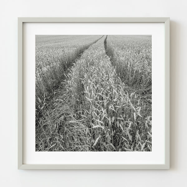 Wheat field PEI Canada black and white