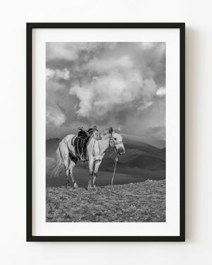 Saddled horse on a Mongolian mountain ridge in black and white