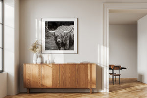 Inverness Highland cow monochrome photo