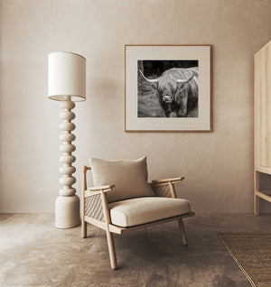 Shaggy Highland cow outdoor portrait