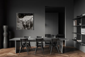 Inverness Highland cow monochrome photo